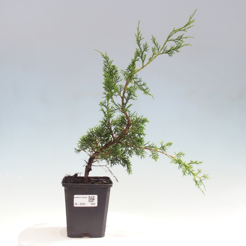 Bonsaï d'extérieur - Juniperus chinensis Itoigawa