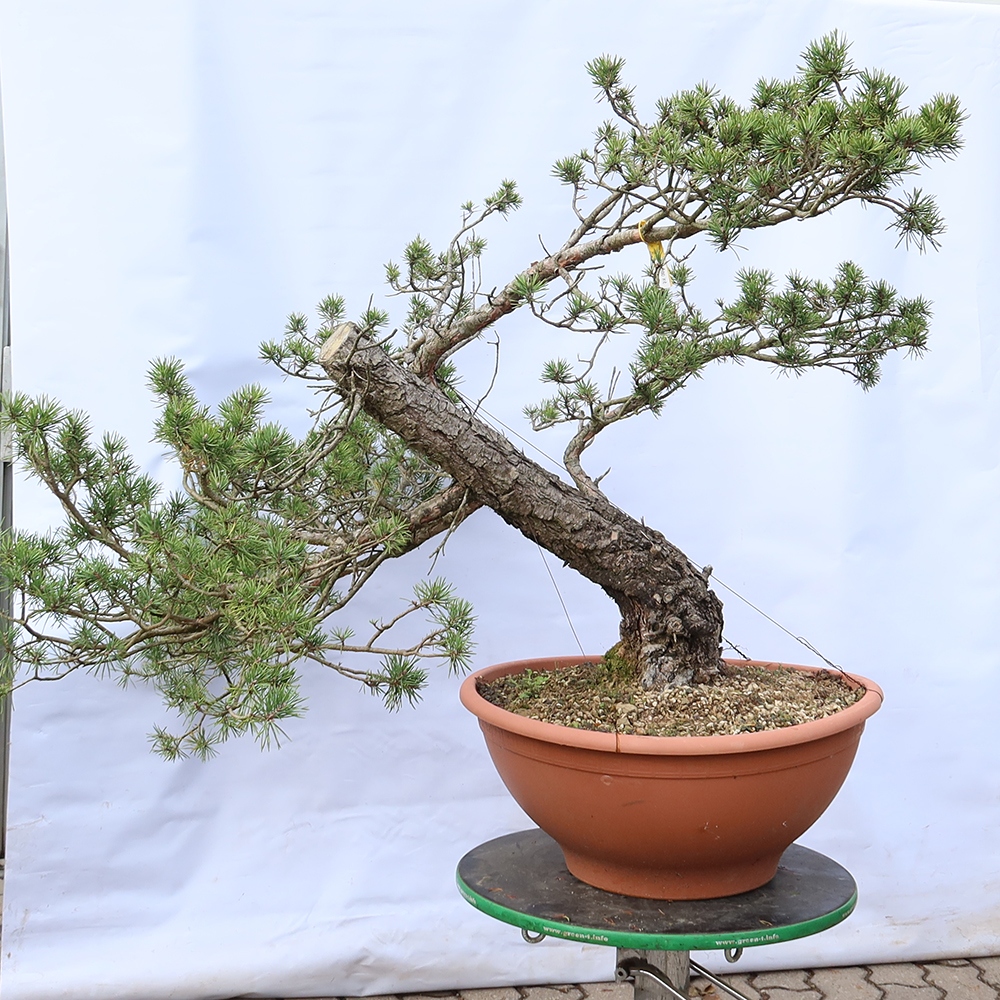 Pinus sylvestris Espagne - pin sylvestre