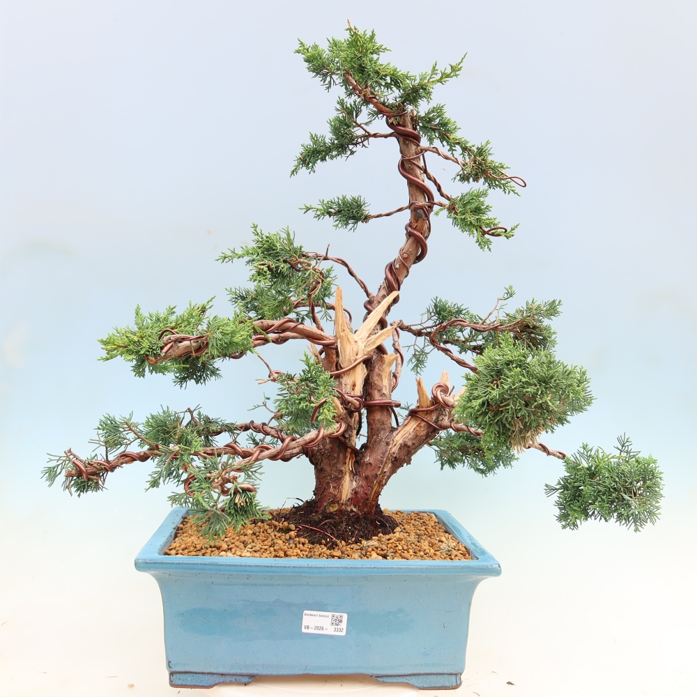 Bonsaï d'extérieur - Juniperus chinensis Kishu