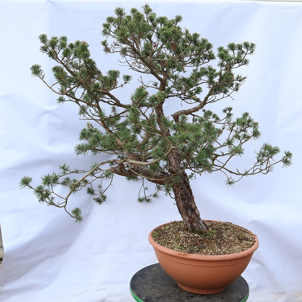 Pinus sylvestris Espagne - pin sylvestre