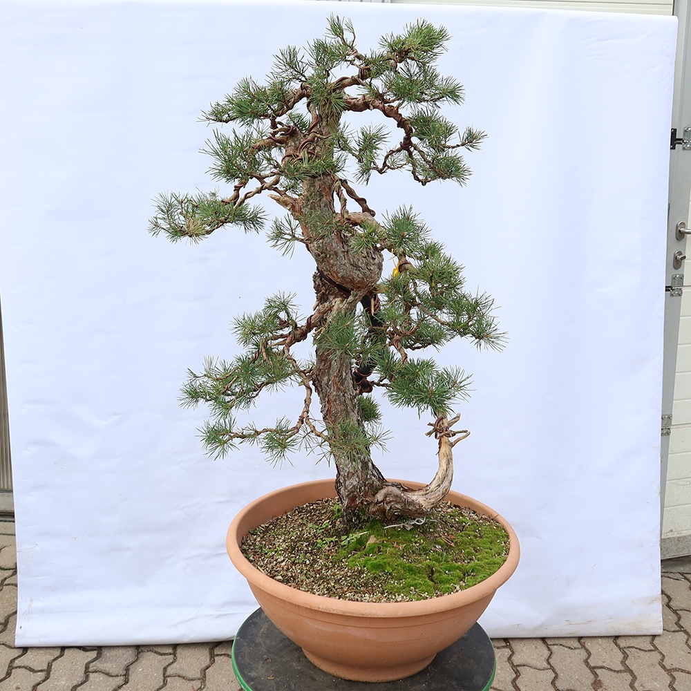 Pinus sylvestris Espagne - pin sylvestre