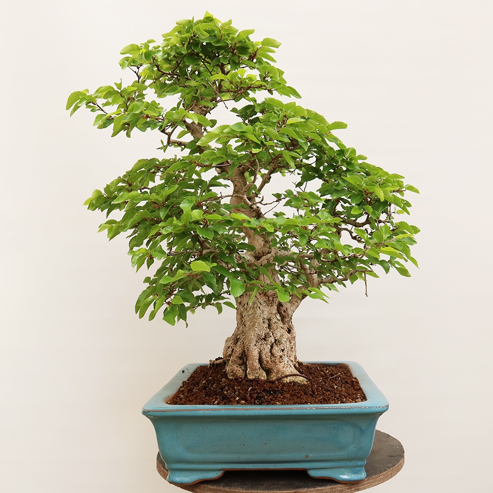 Bonsaï d'extérieur -Carpinus Coreana - Charme de Corée