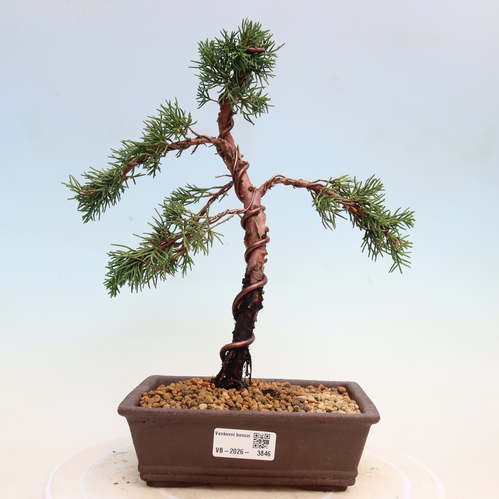 Bonsaï d'extérieur - Juniperus chinensis Kishu