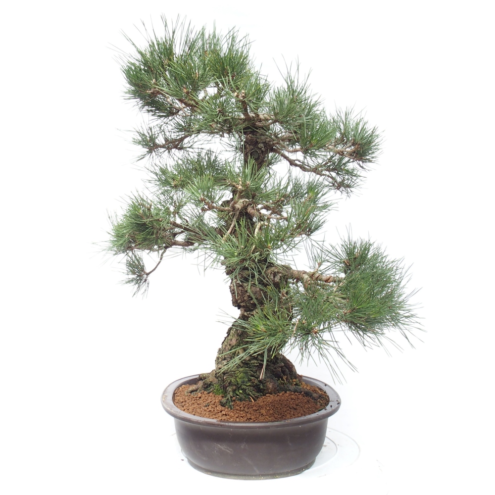 Bonsaï d'extérieur - Pinus thunbergii - Pin de Thunberg