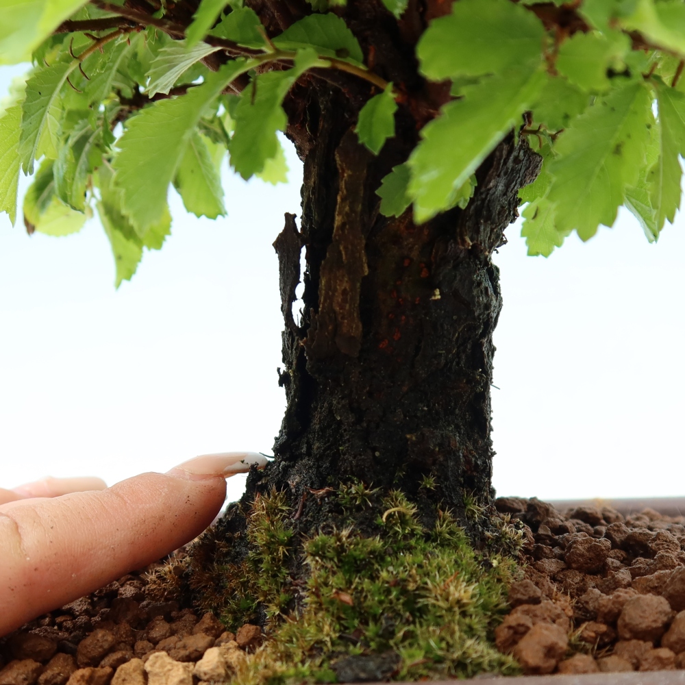 Bonsaï d'extérieur - Zelkova - Zelkova NIRE