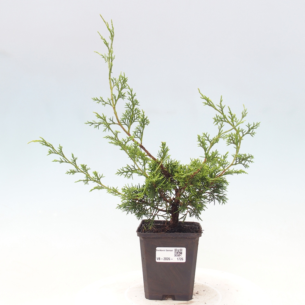Bonsaï d'extérieur - Juniperus chinensis Itoigawa