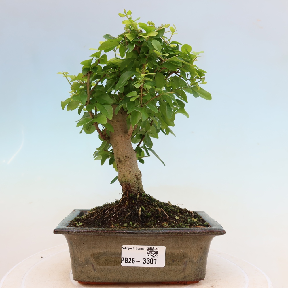 Bonsaï de chambre -Ligustrum chinensis - Bec d'oiseau
