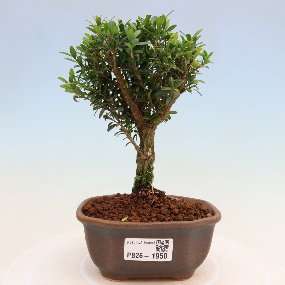 Bonsaï de chambre - Buxus harlandii - buxus liège