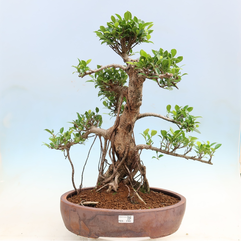 Salle bonsaï - Ficus kimmen - ficus à petites feuilles