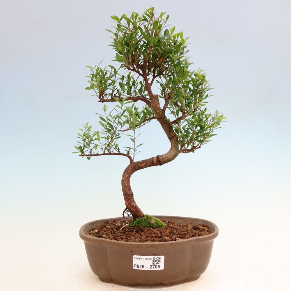 Bonsaï de chambre - Syzygium - Pimento