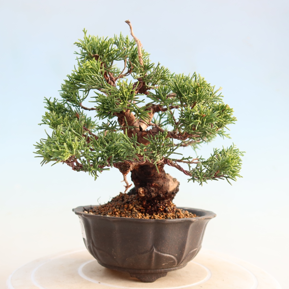 Bonsaï d'extérieur - Juniperus chinensis Itoigawa