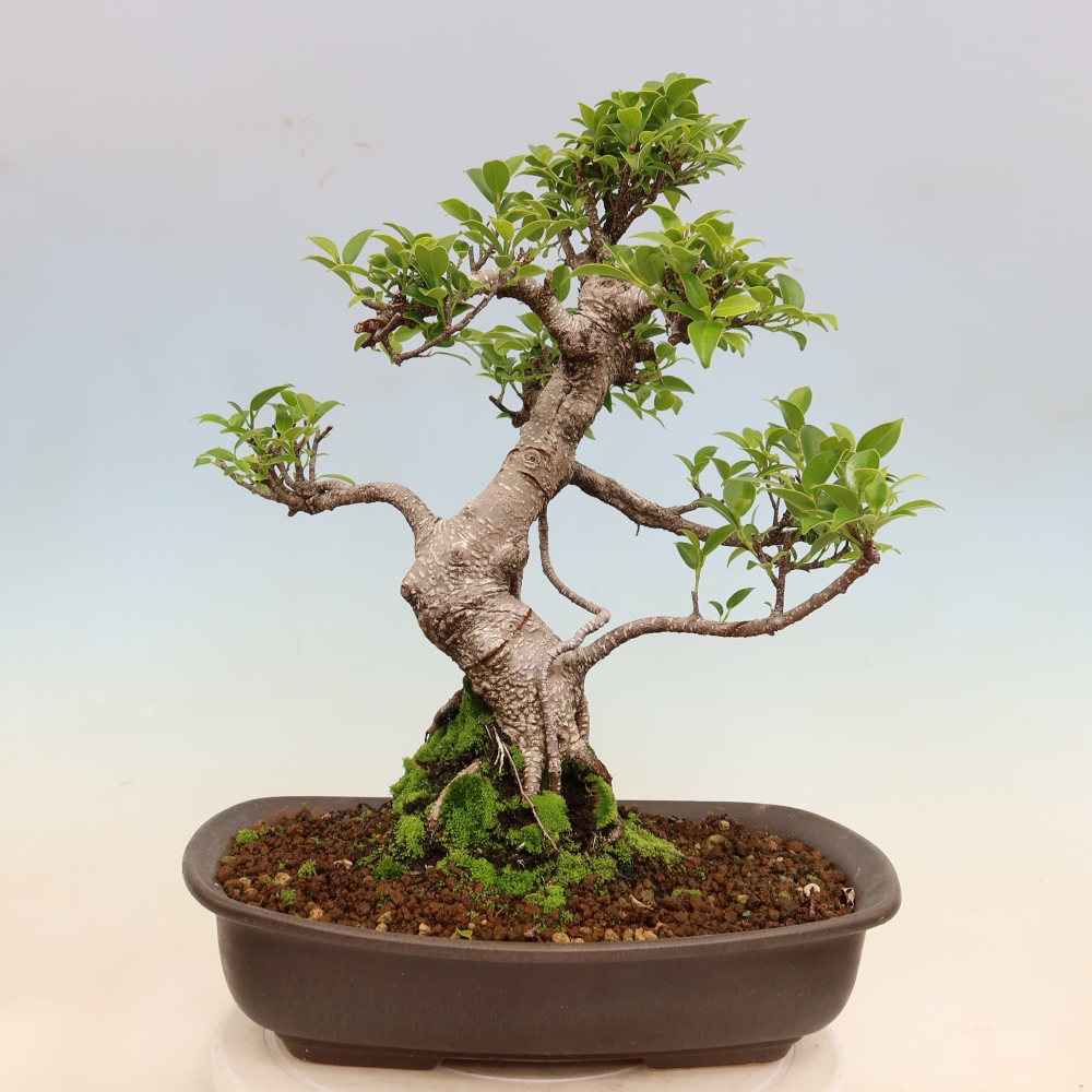 Salle bonsaï - Ficus kimmen - ficus à petites feuilles