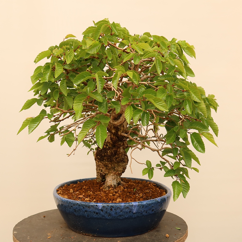 Bonsaï d'extérieur -Carpinus Coreana - Charme de Corée
