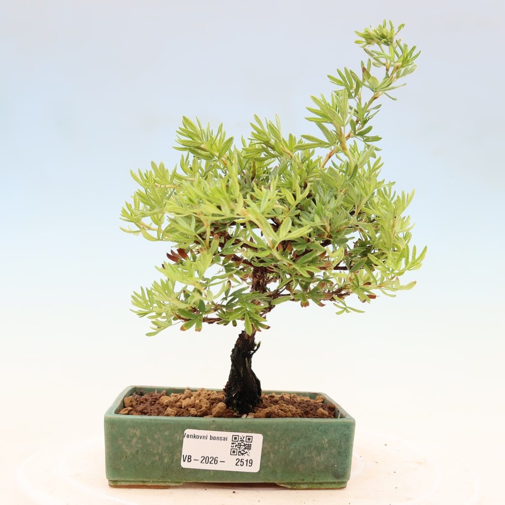 Bonsaï d'extérieur - Potentila fruticosa