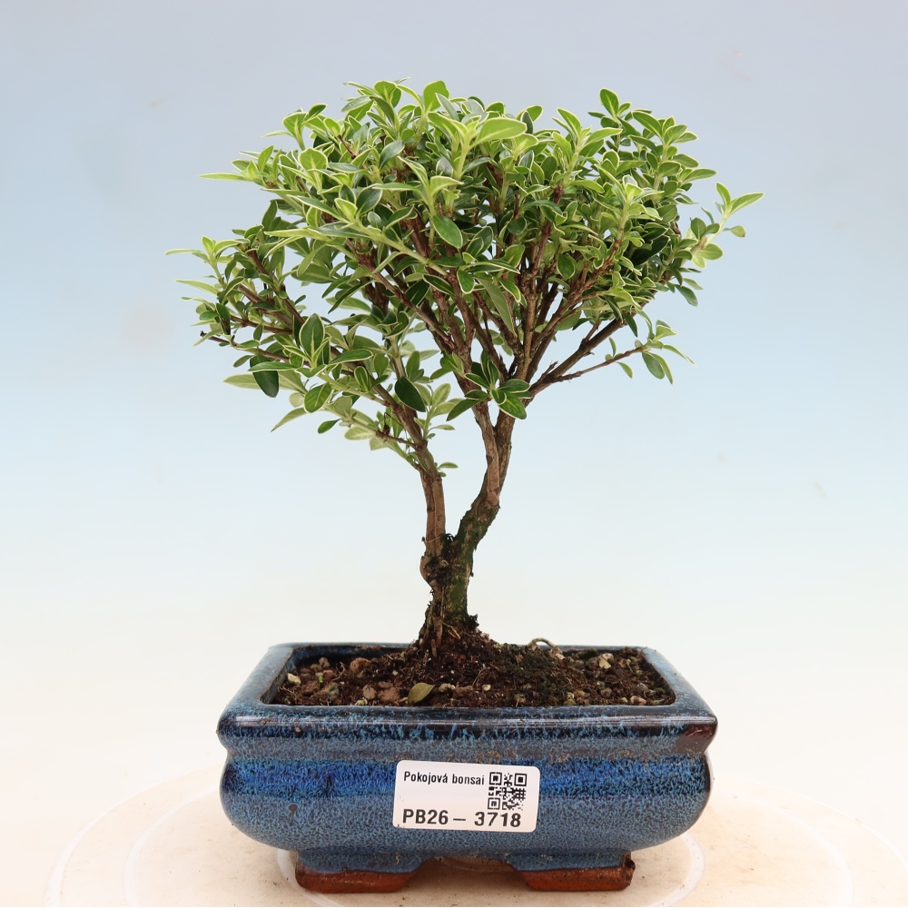 Salle bonsaï - Serissa foetida Variegata - Arbre aux mille étoiles