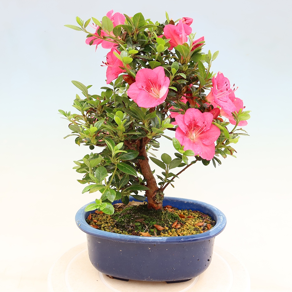 Bonsaï d'extérieur - Azalée japonaise - Azalea Kobai