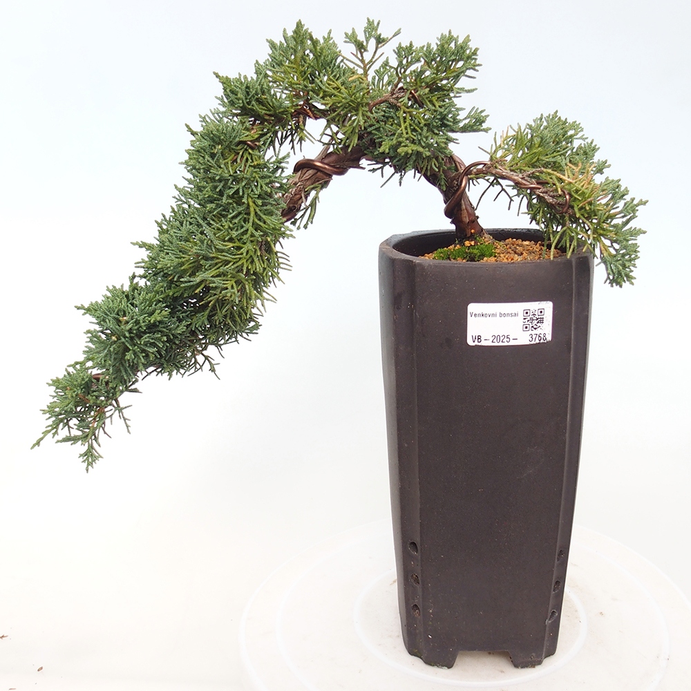 Bonsaï d'extérieur - Juniperus chinensis Kishu