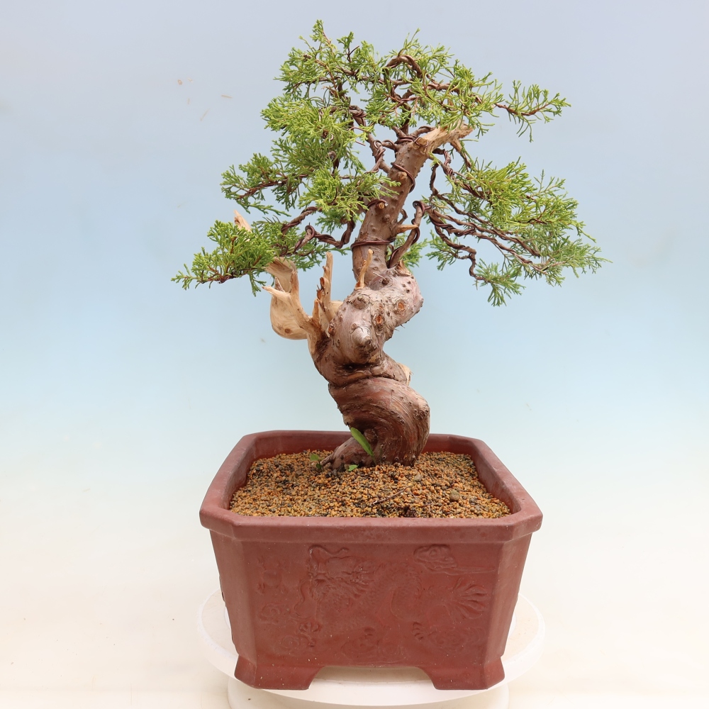 Bonsaï d'extérieur - Juniperus chinensis Itoigawa-Juniperus chinensis