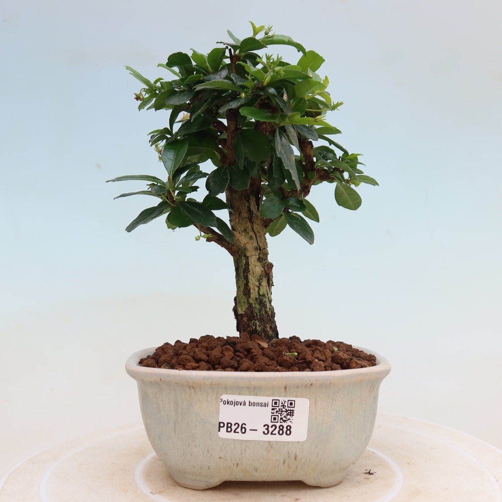 Bonsaï de chambre - Carmona macrophylla - Tea fuki
