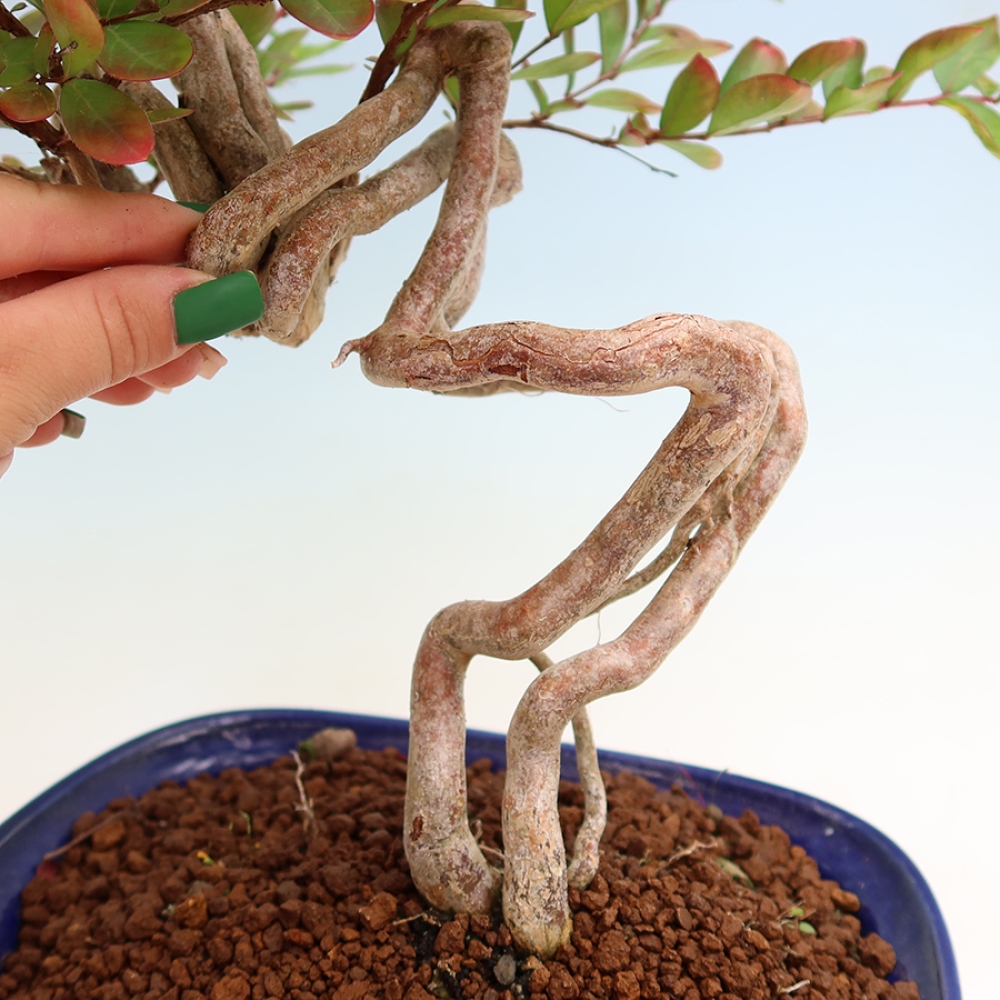 Bonsaï d'intérieur - Lagerstroemia indica - lilas indien