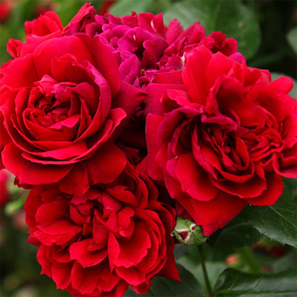 Bonsaï d'extérieur - Rosa Kordes - rose