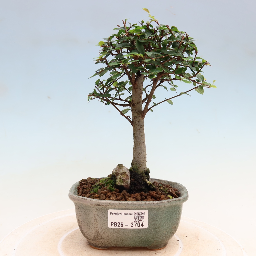 Bonsaï de chambre - Ulmus parvifolia - Orme à petites feuilles