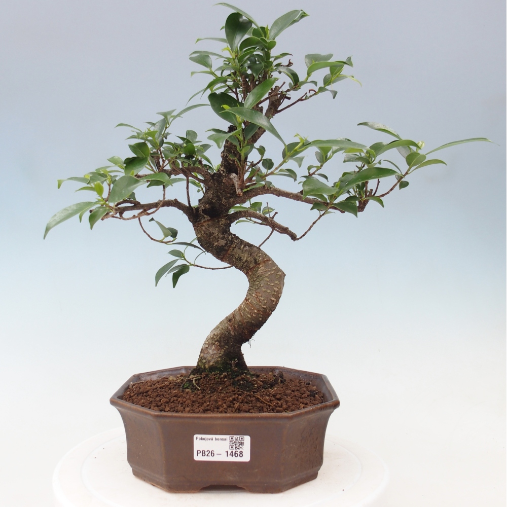 Salle bonsaï - Ficus retusa - ficus à petites feuilles