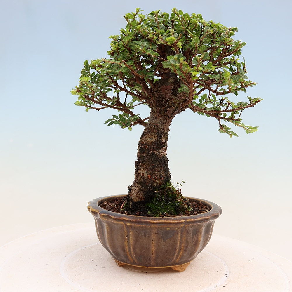 Bonsaï d'extérieur - Ulmus parvifolia Sagei - Orme à petites feuilles