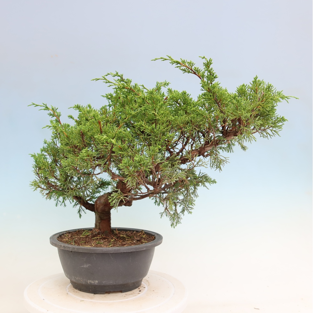 Bonsaï d'extérieur - Juniperus chinensis Itoigawa-Juniperus chinensis
