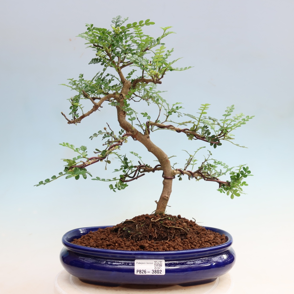 Salle bonsaï - Zantoxylum piperitum - arbre à poivre
