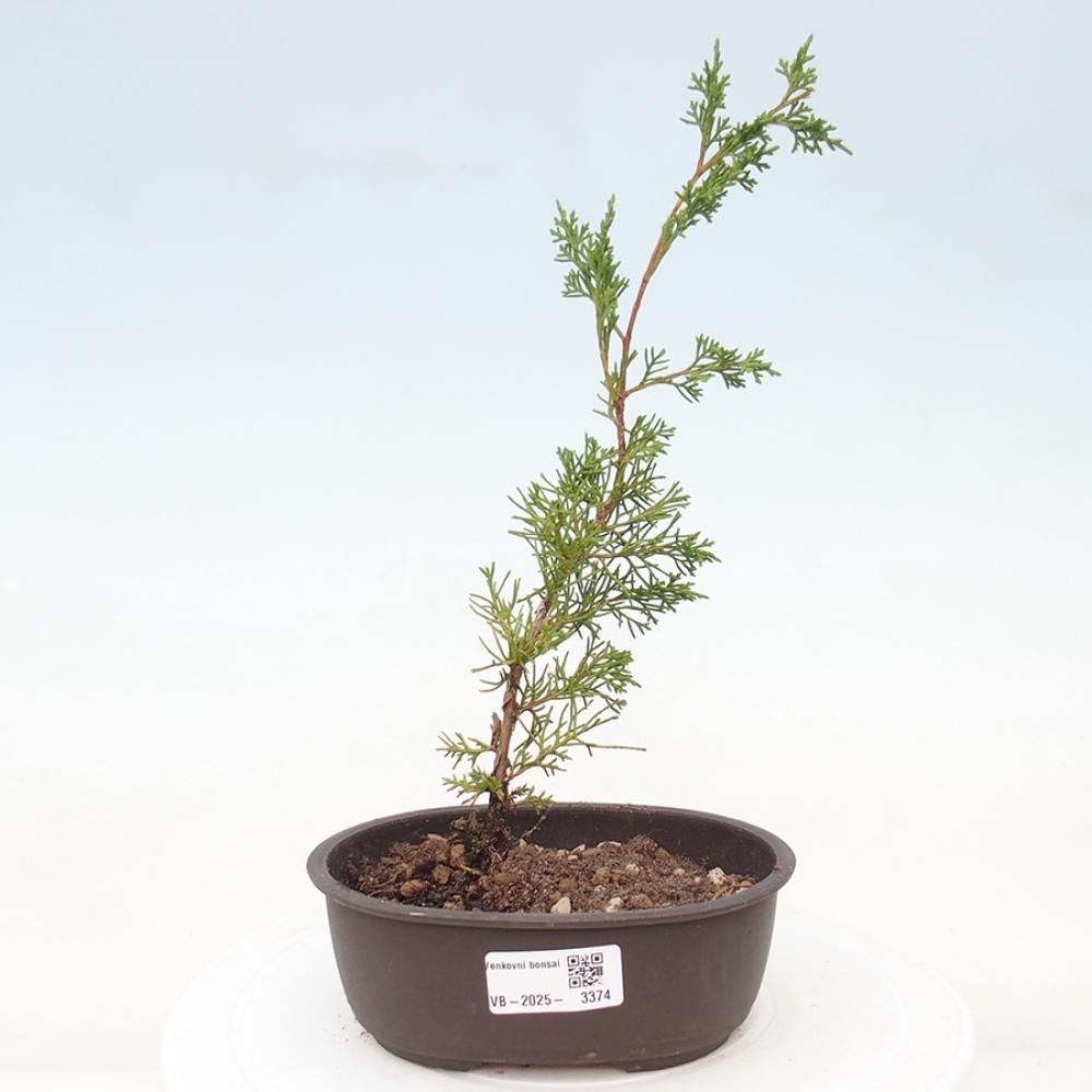 Bonsaï d'extérieur - Juniperus chinensis Itoigawa