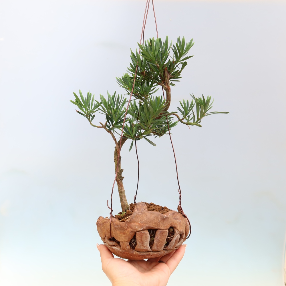 Kokedama en poterie - Podocarpus - If de pierre