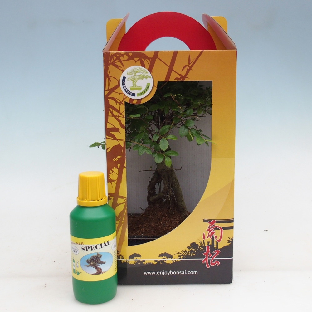 Ulmus parvifolia - Orme de Chine