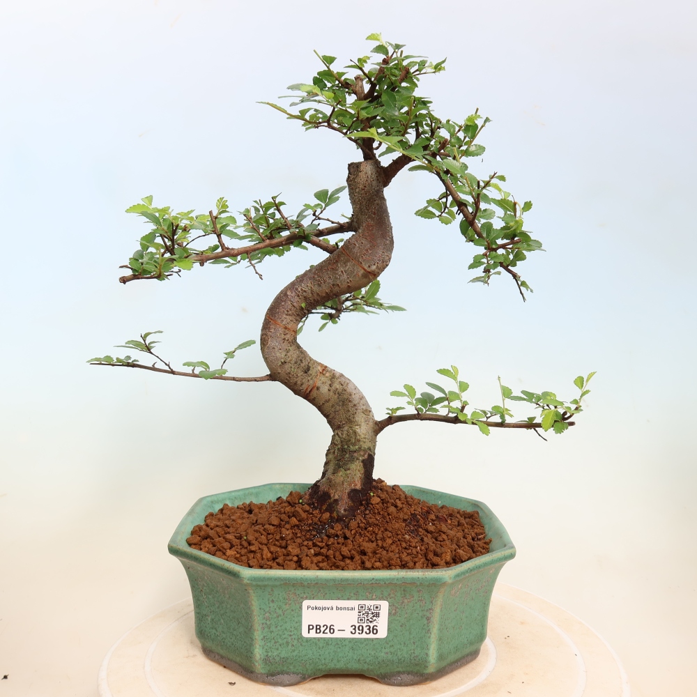 Bonsaï de chambre - Ulmus parvifolia - Orme à petites feuilles