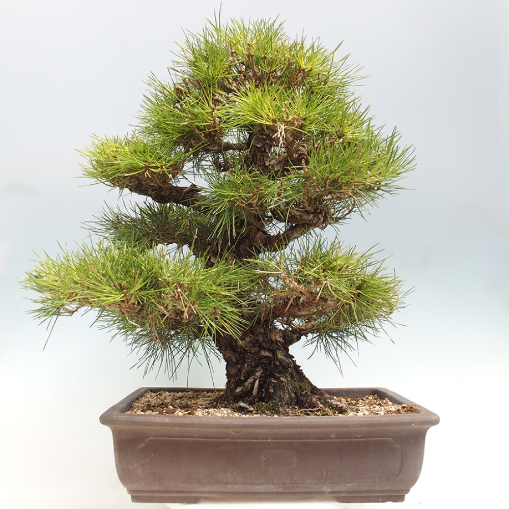 Bonsaï d'extérieur - Pinus thunbergii - Pin de Thunberg
