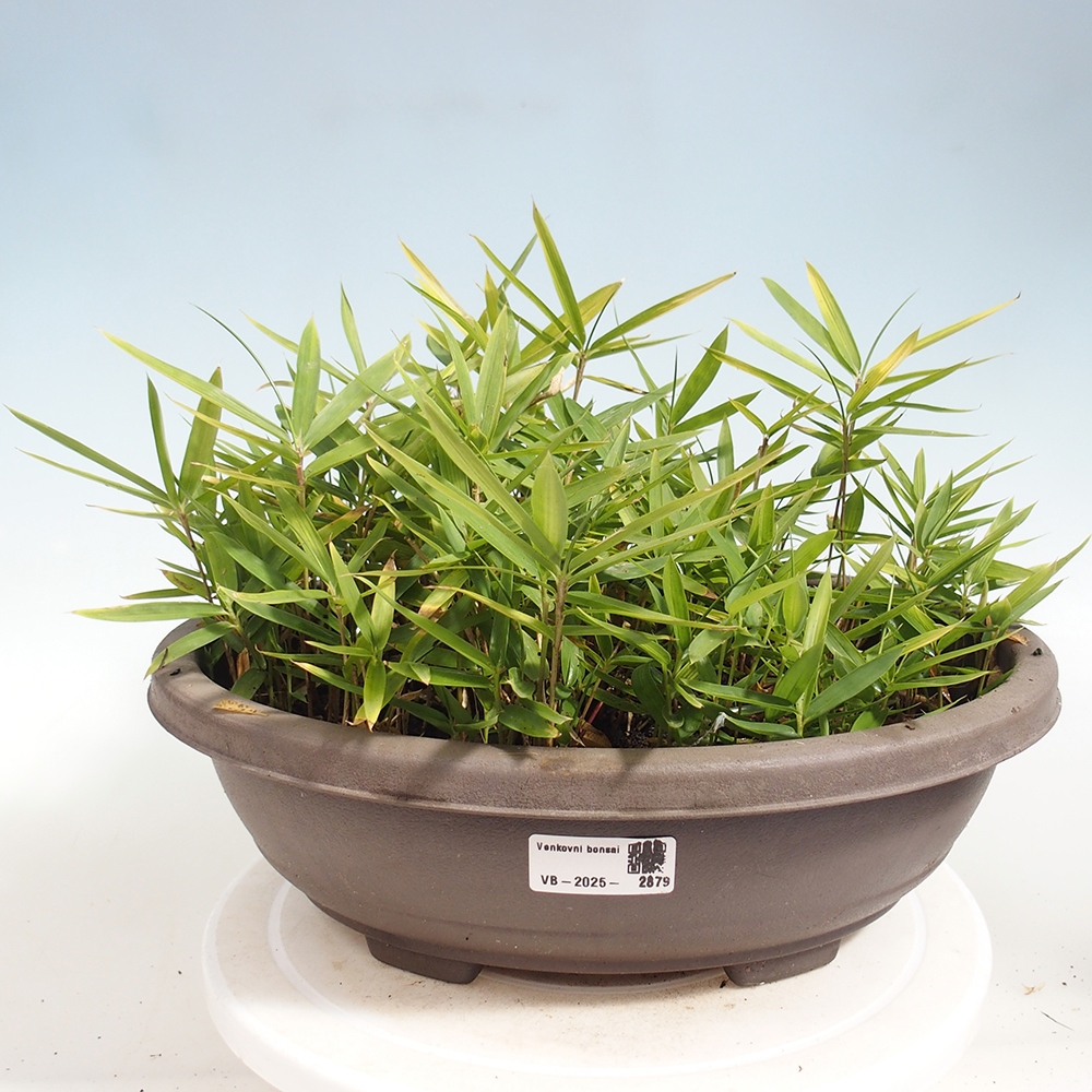 Bonsaï d'extérieur - Pleioblastus argenteostriatus f.pumilus - Bambou nain