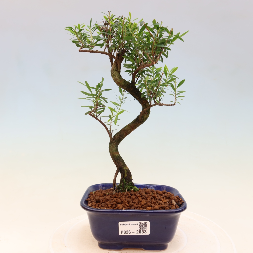 Bonsaï de chambre - Syzygium - Pimento