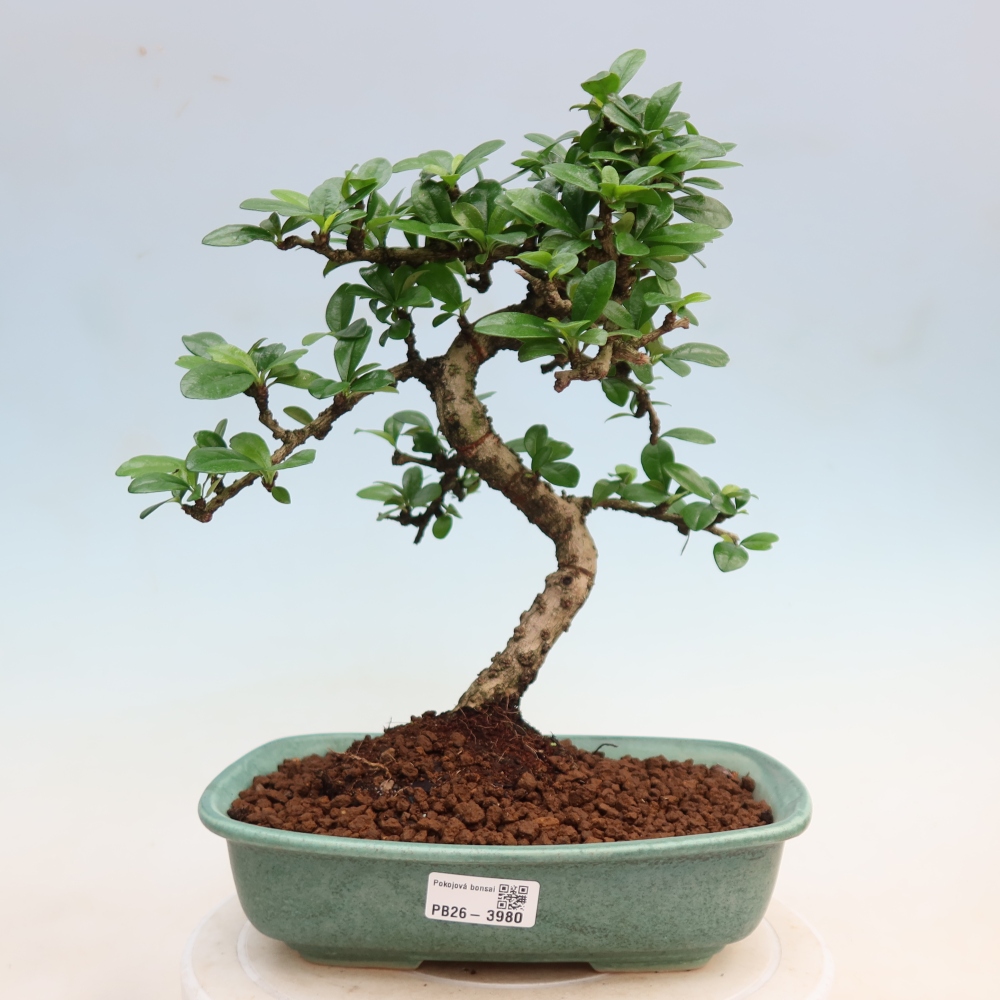 Bonsaï de chambre - Carmona macrophylla - Tea fuki
