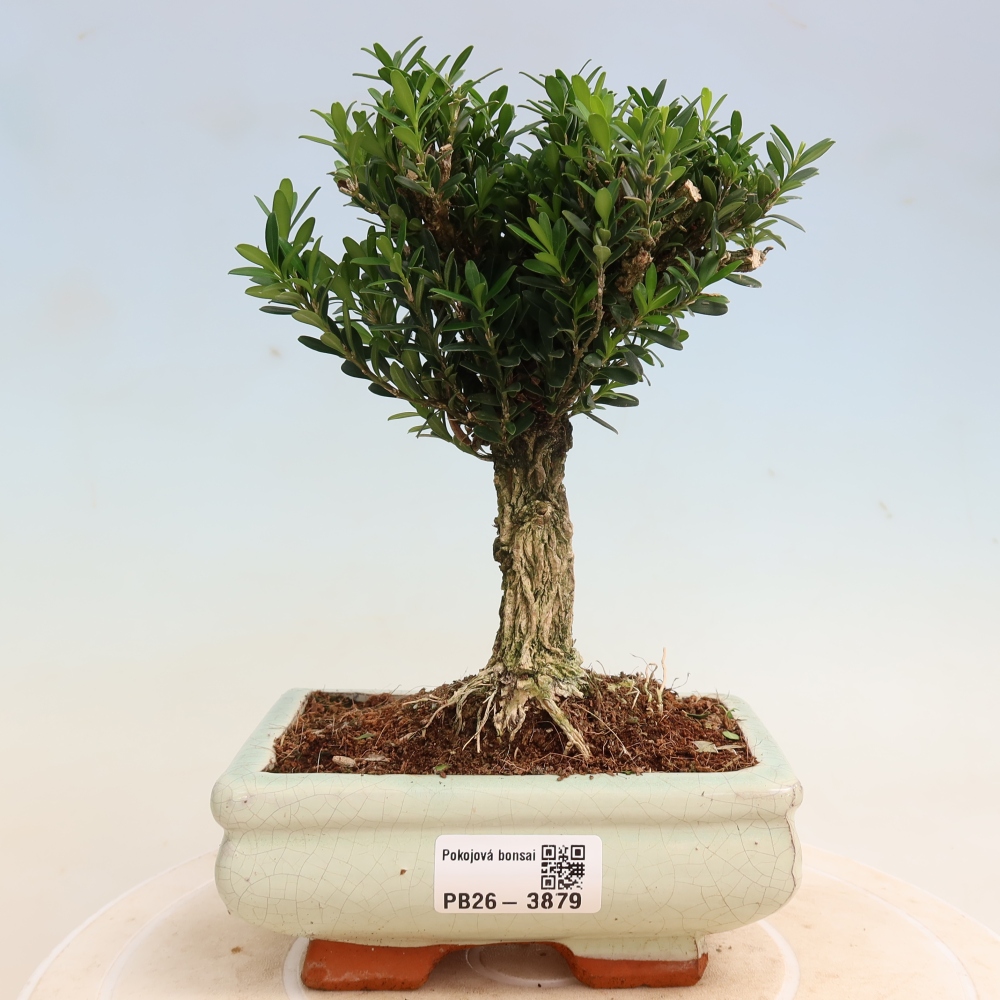 Bonsaï de chambre - Buxus harlandii - buxus liège