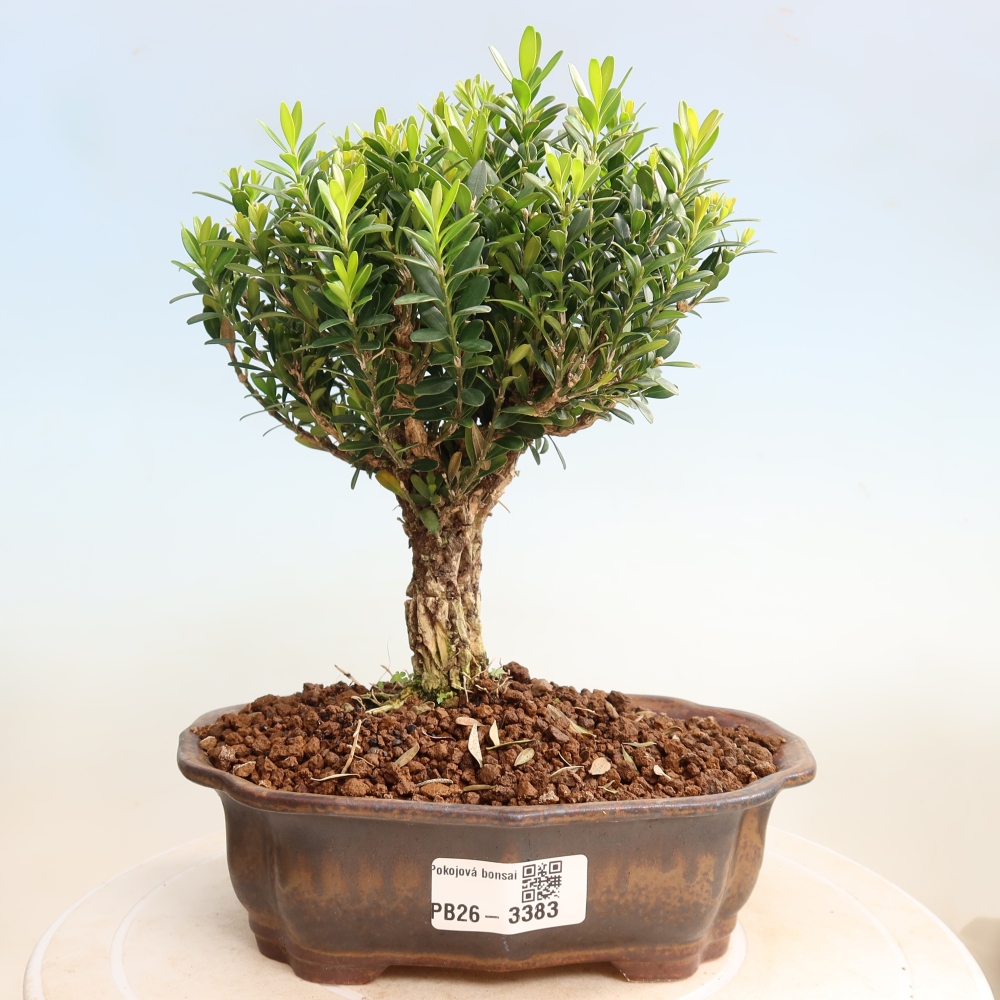 Bonsaï de chambre - Buxus harlandii - buxus liège