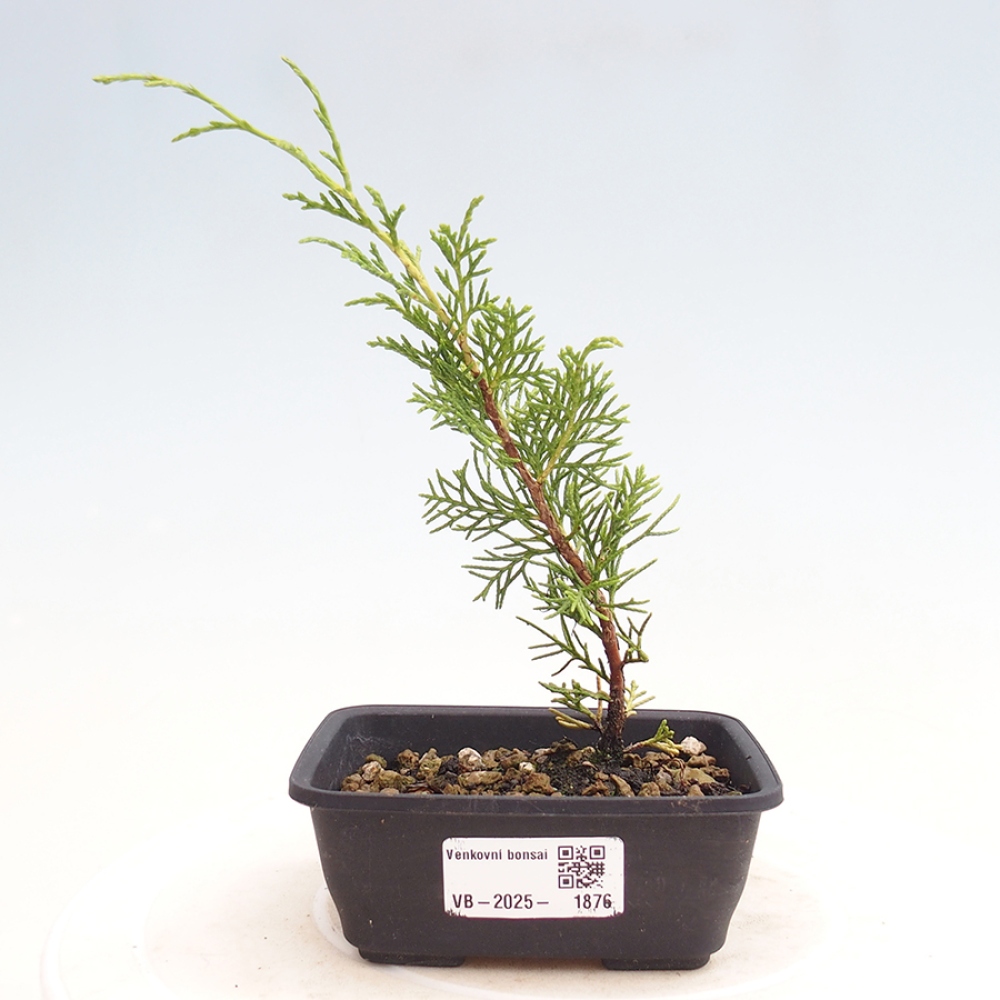 Bonsaï d'extérieur - Juniperus chinensis Itoigawa