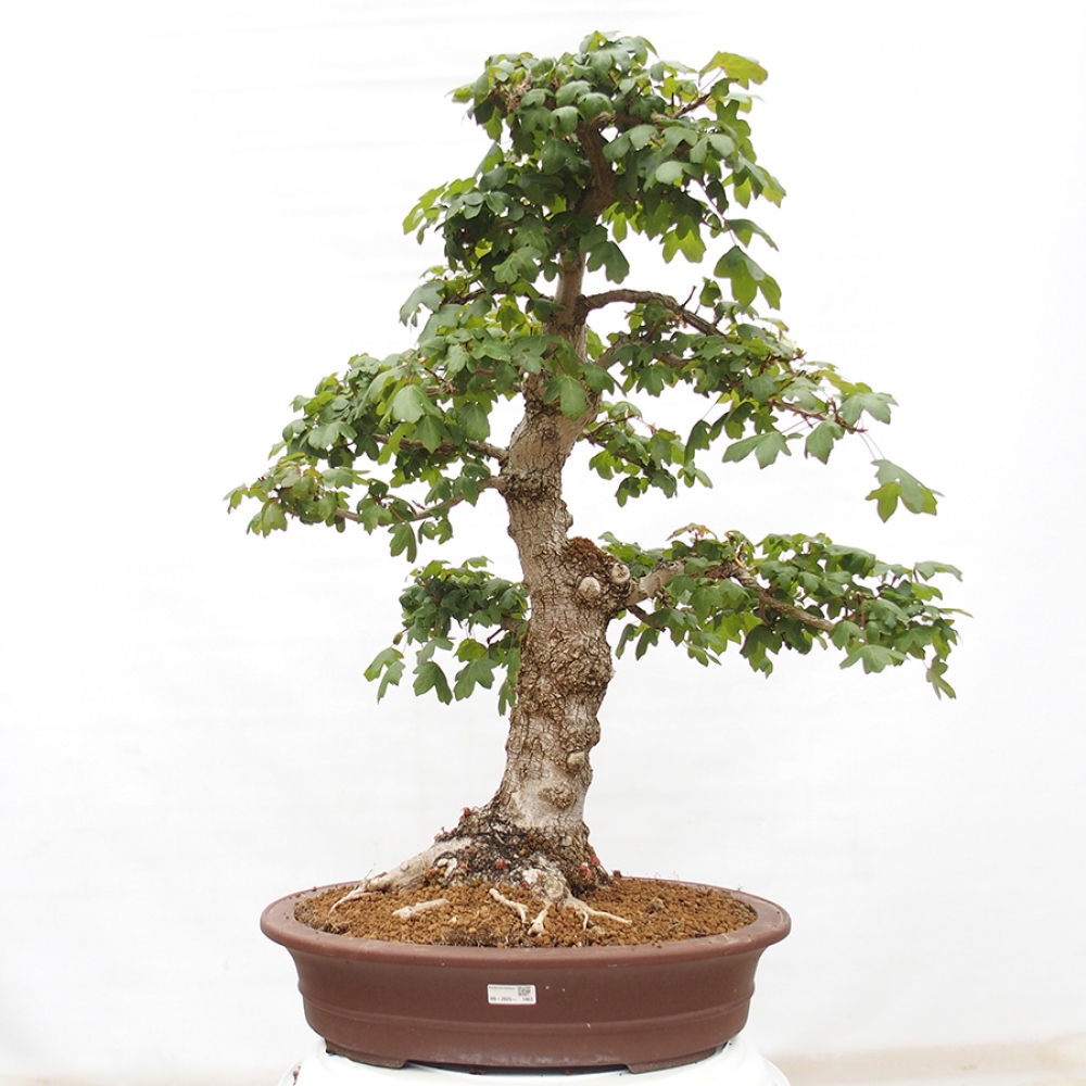 Bonsaï d'extérieur -Javor babyka - Acer campestre
