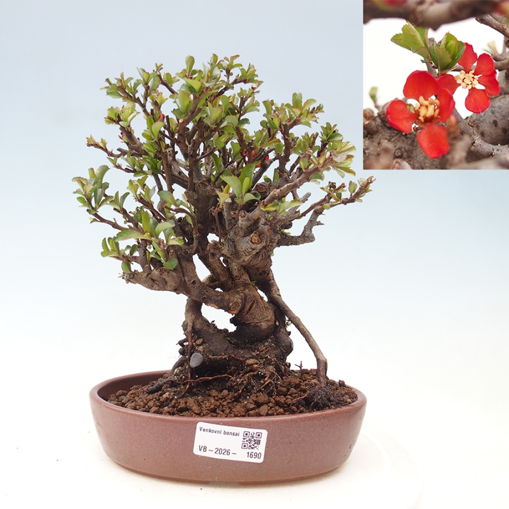 Bonsaï d'extérieur - Chaneomeles speciosa - Coing