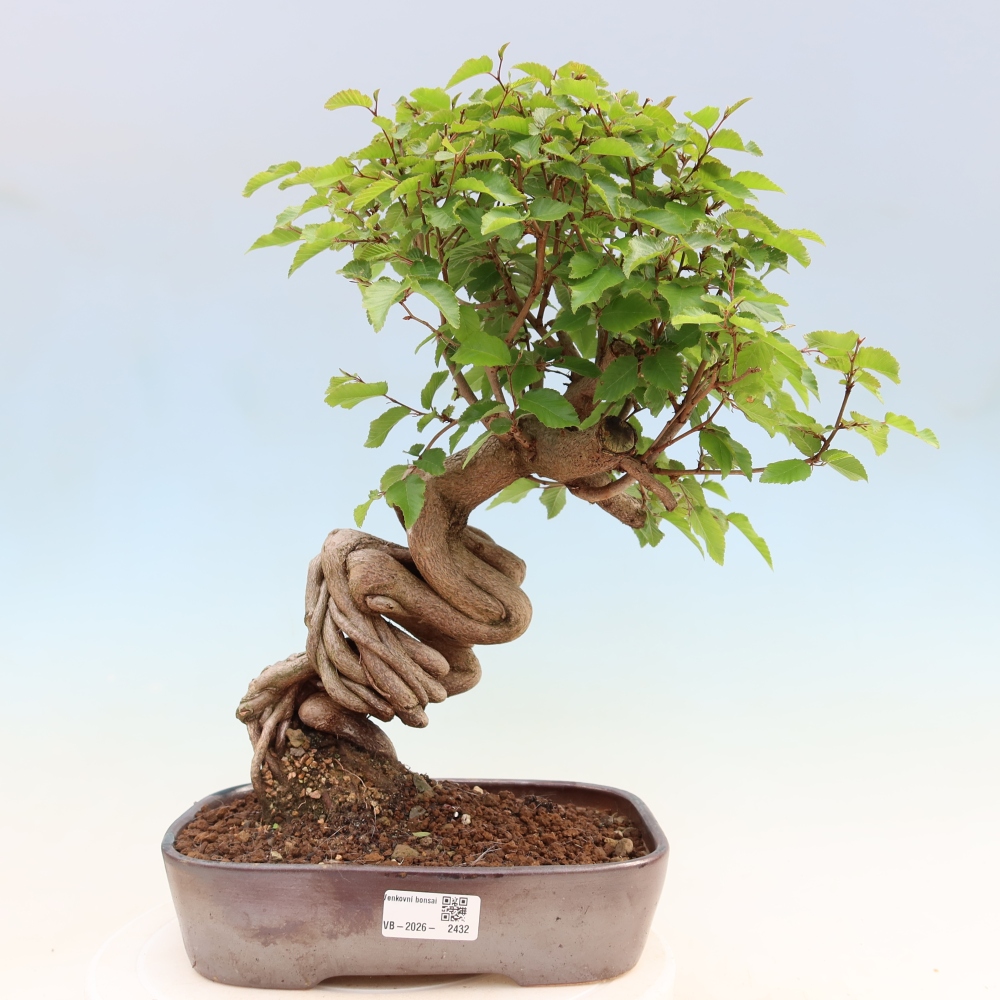 Bonsaï d'extérieur -Carpinus Coreana - Charme de Corée