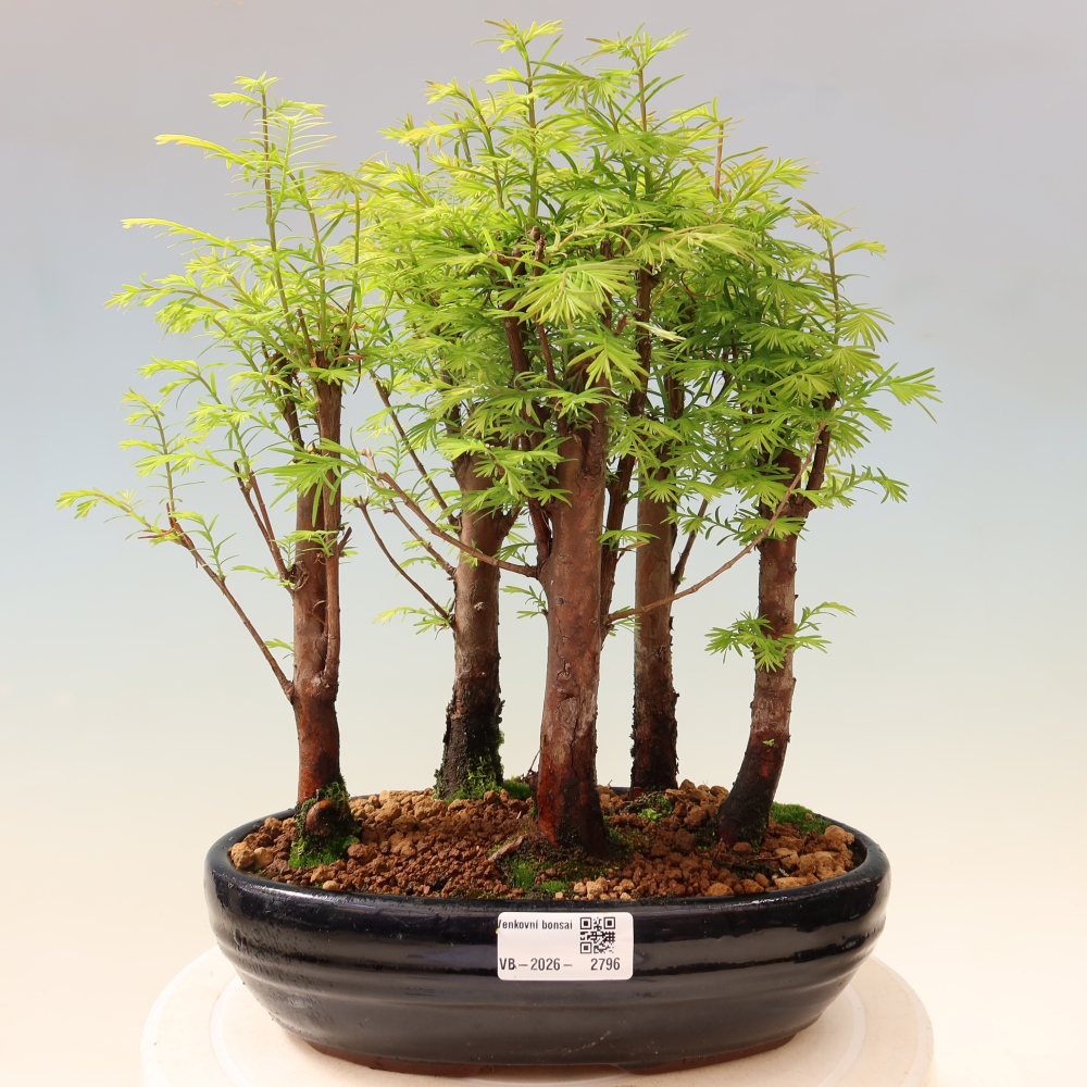 Bonsaï d'extérieur - Metasequoia glyptostroboides - Métaséquoia de Chine - petit bosquet