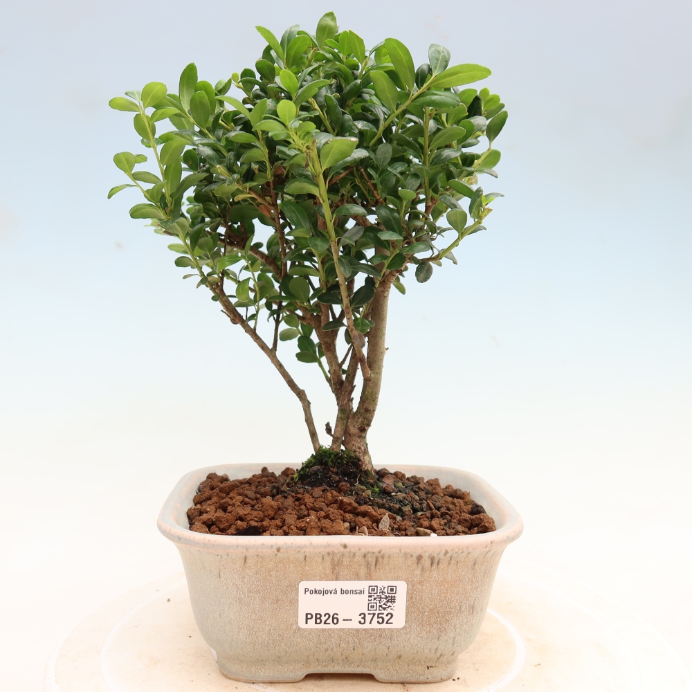 Bonsaï de chambre - Ilex crenata - Houx