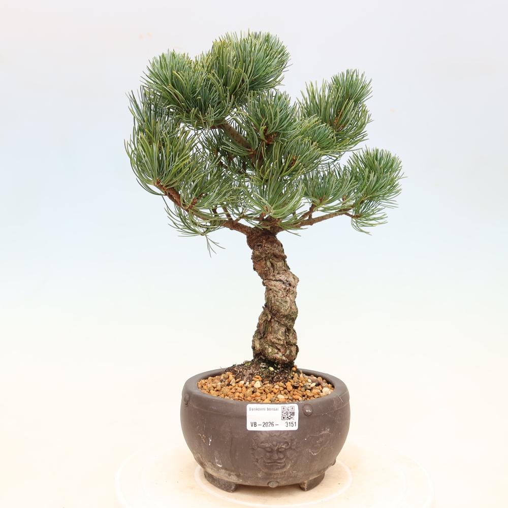 Bonsaï d'extérieur - Pinus parviflora - Pinus parviflora