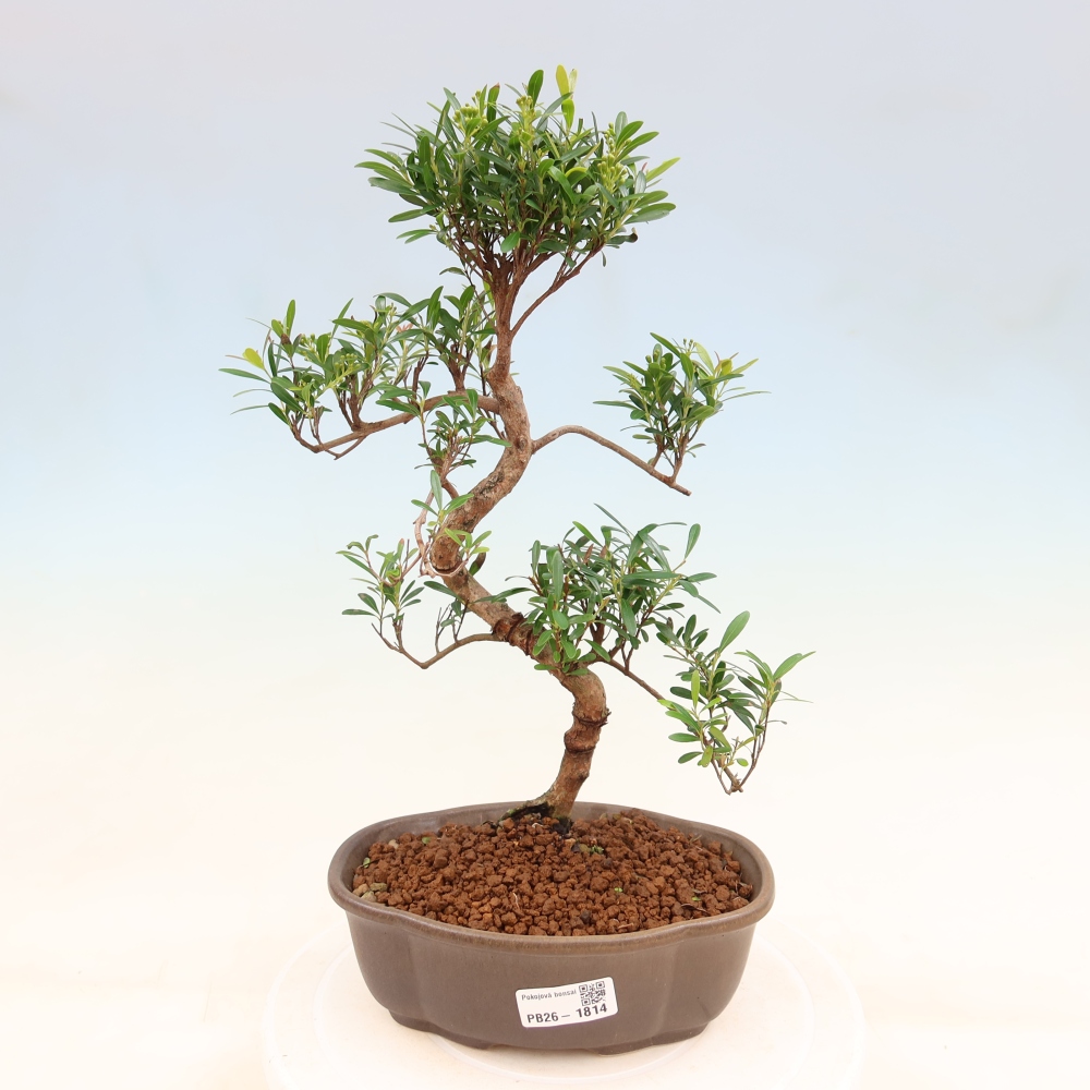 Bonsaï de chambre - Syzygium - Pimento