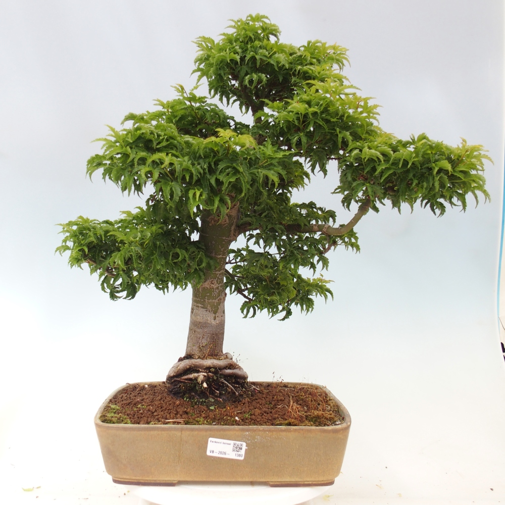 Bonsaï d'extérieur -Javor palm Acer palmatum Shishigashira