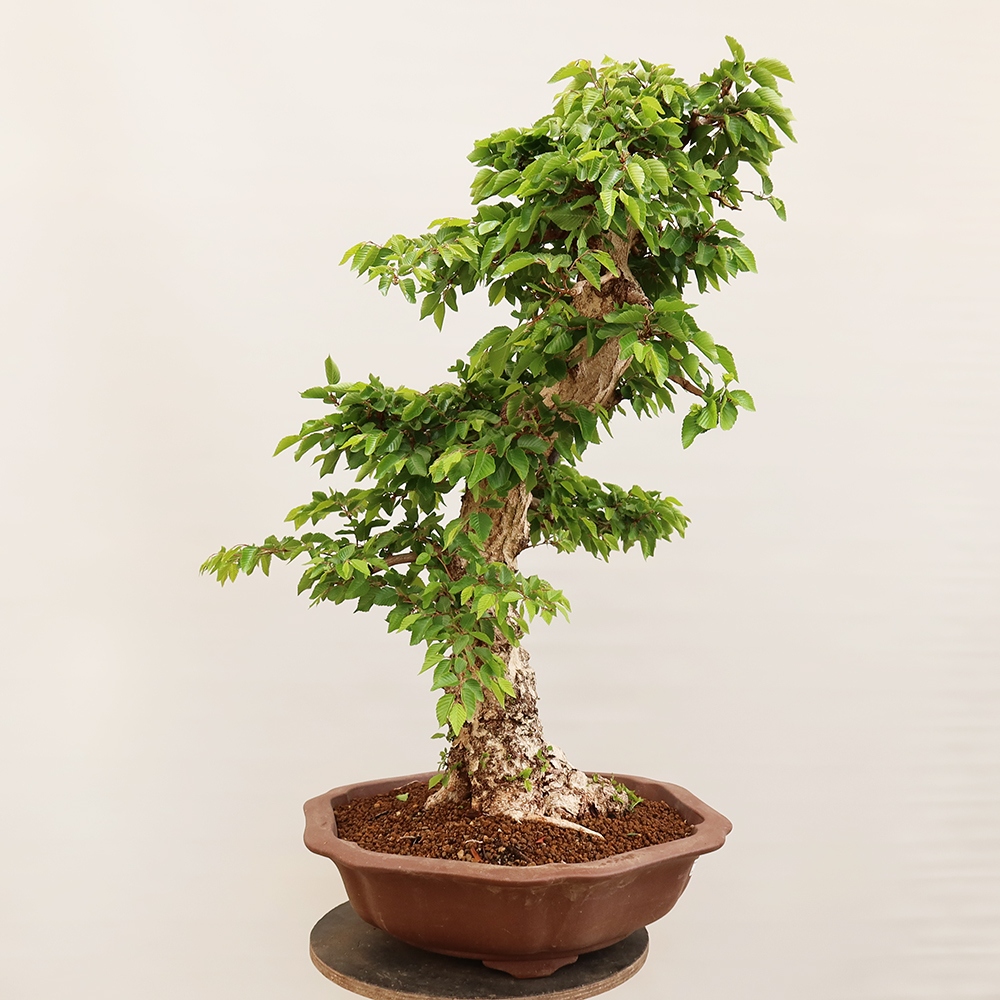 Bonsaï d'extérieur -Carpinus Coreana - Charme de Corée